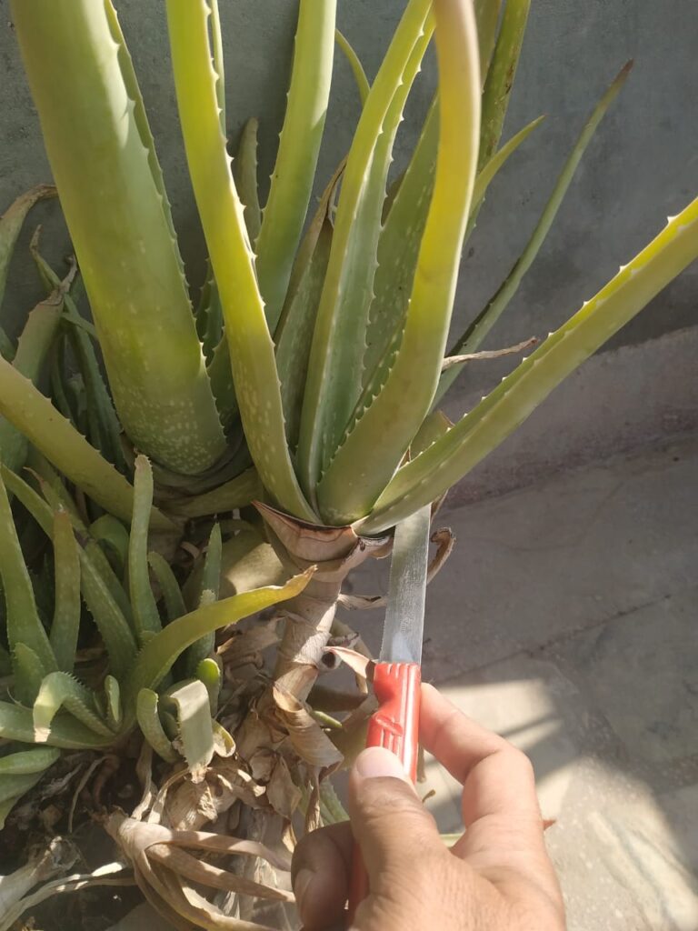 cutting healthy aloe vera leaf