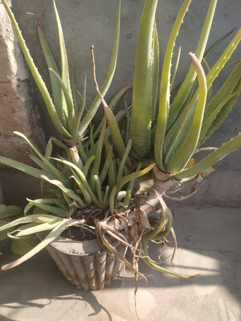  Aloe Vera Plant